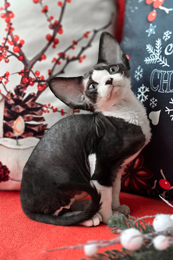 Yashka | Devon Rex Kitten