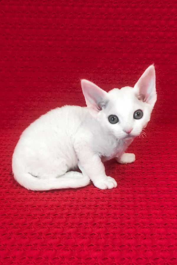 Nancy | Devon Rex Kitten
