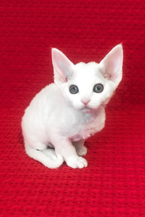 Nancy | Devon Rex Kitten