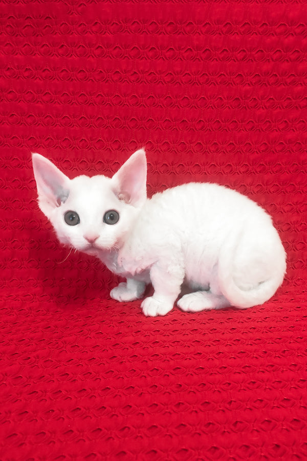 Nancy | Devon Rex Kitten