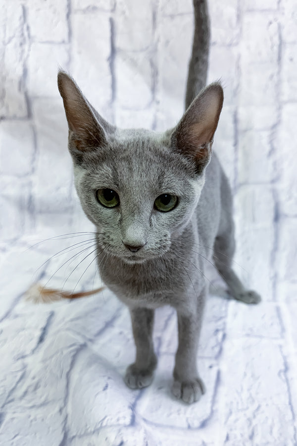 Nancy | Russian Blue Kitten