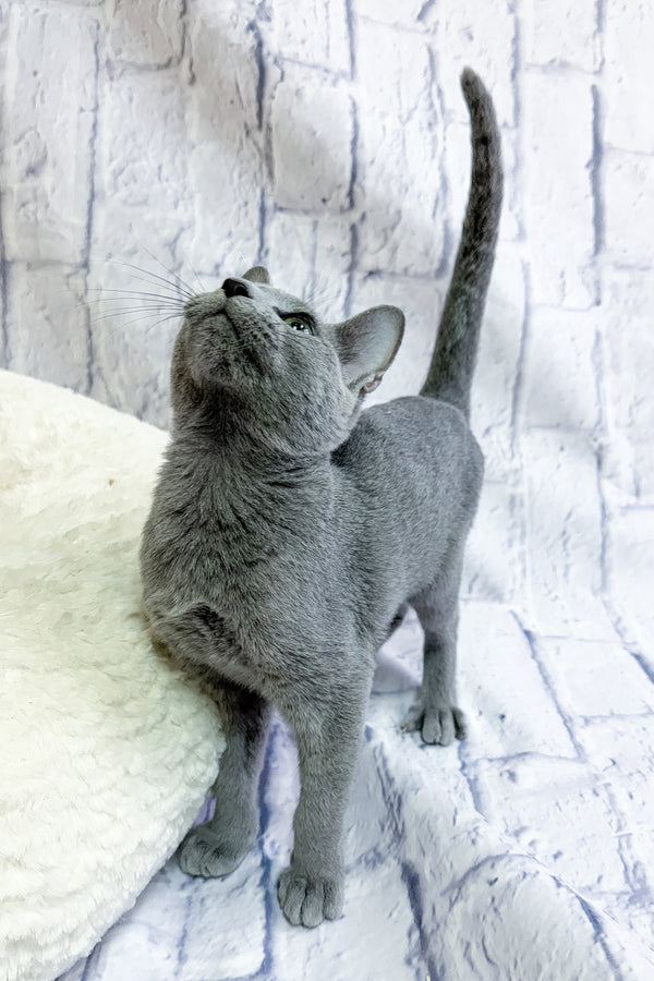 Nancy | Russian Blue Kitten