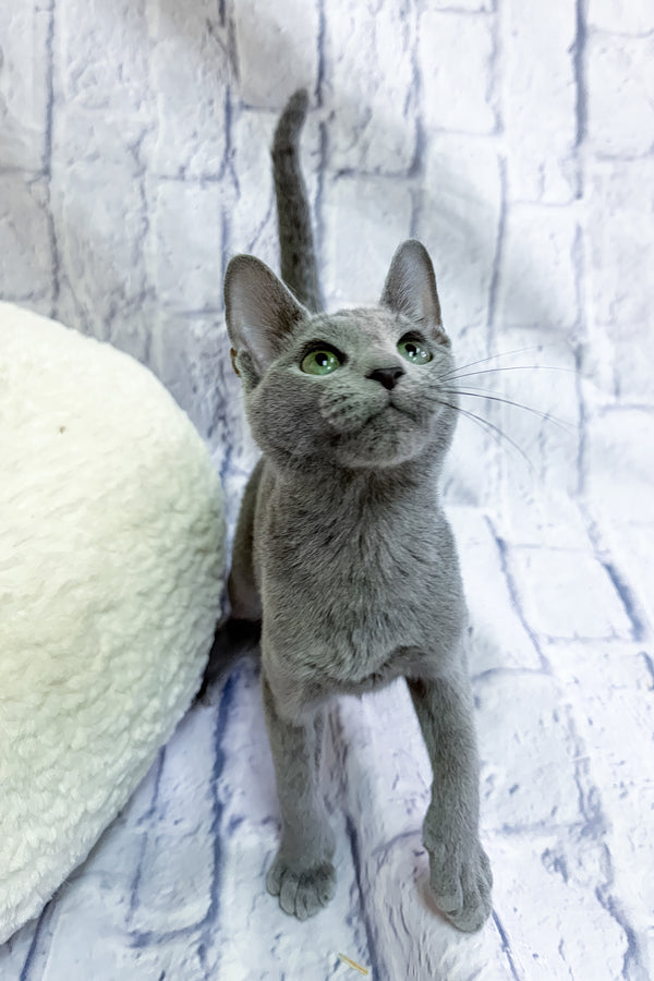 Nancy | Russian Blue Kitten