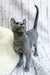 Nancy | Russian Blue Kitten