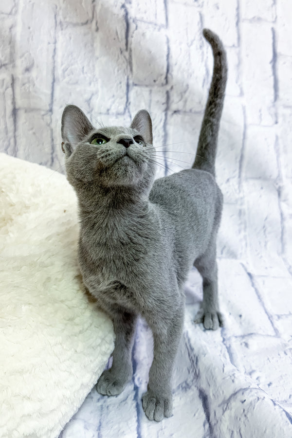 Nancy | Russian Blue Kitten