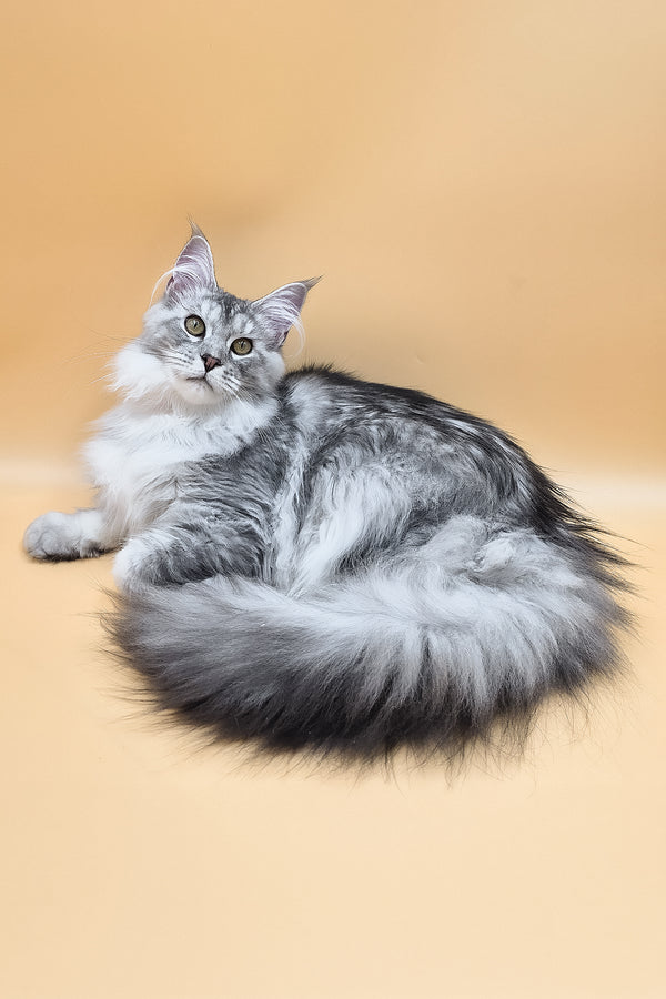 Naomi | Maine Coon Kitten