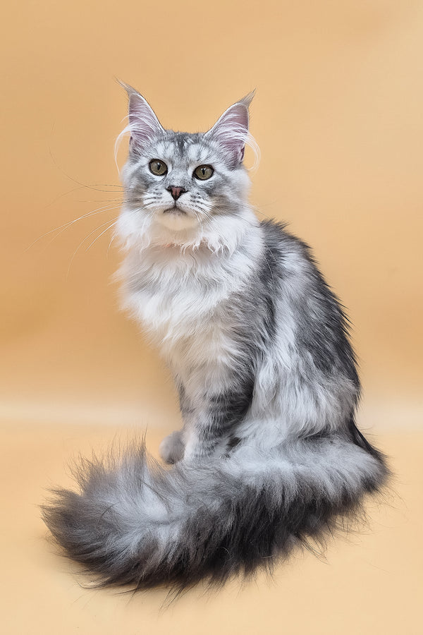 Naomi | Maine Coon Kitten