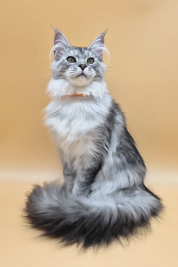 Naomi | Maine Coon Kitten
