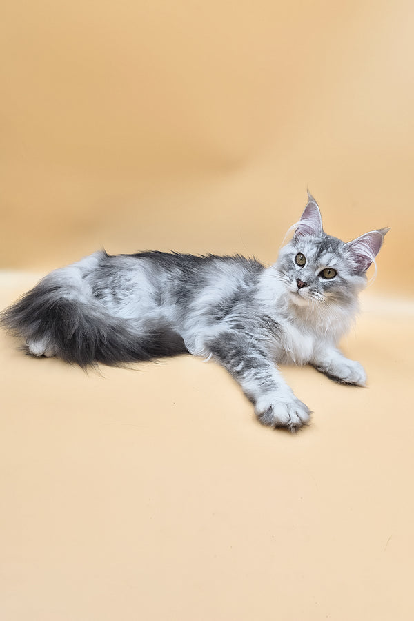 Naomi | Maine Coon Kitten