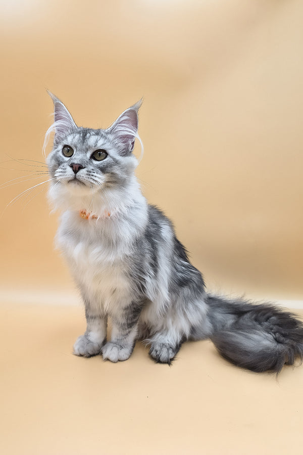 Naomi | Maine Coon Kitten