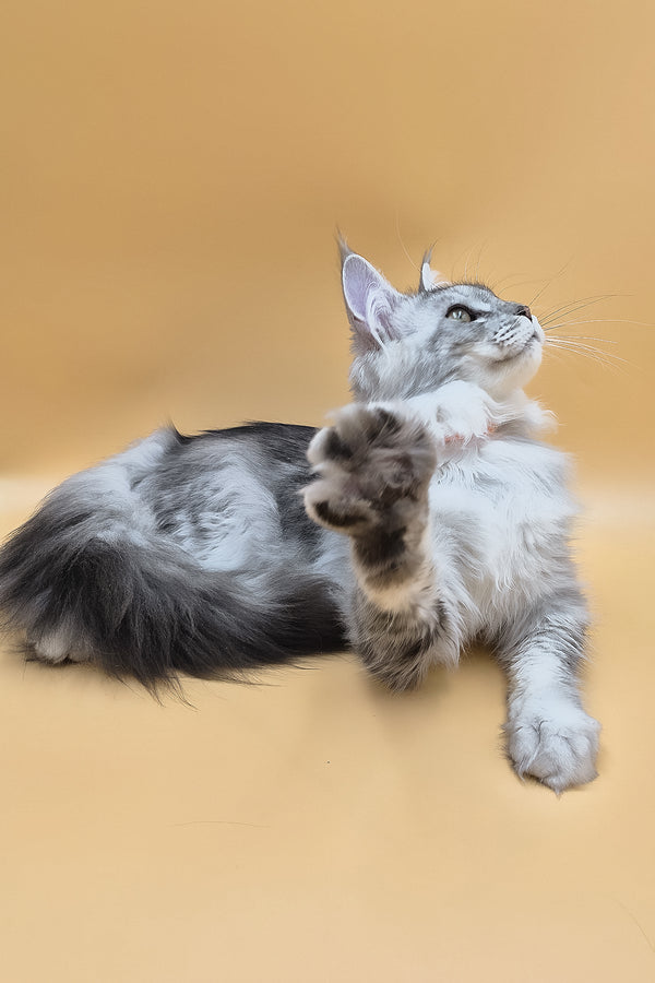 Naomi | Maine Coon Kitten