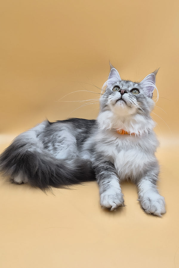 Naomi | Maine Coon Kitten