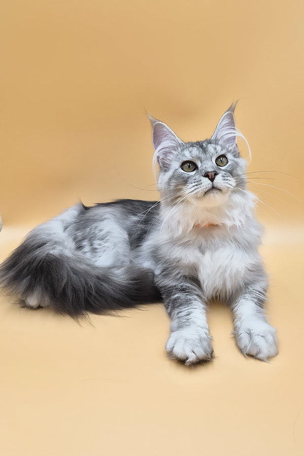 Naomi | Maine Coon Kitten
