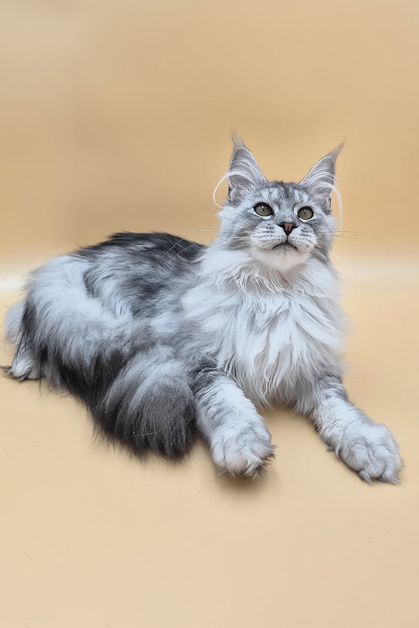 Naomi | Maine Coon Kitten