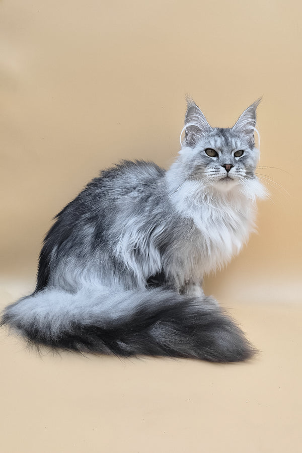 Naomi | Maine Coon Kitten