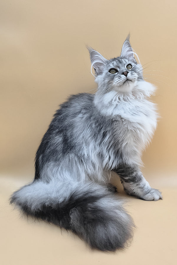 Naomi | Maine Coon Kitten