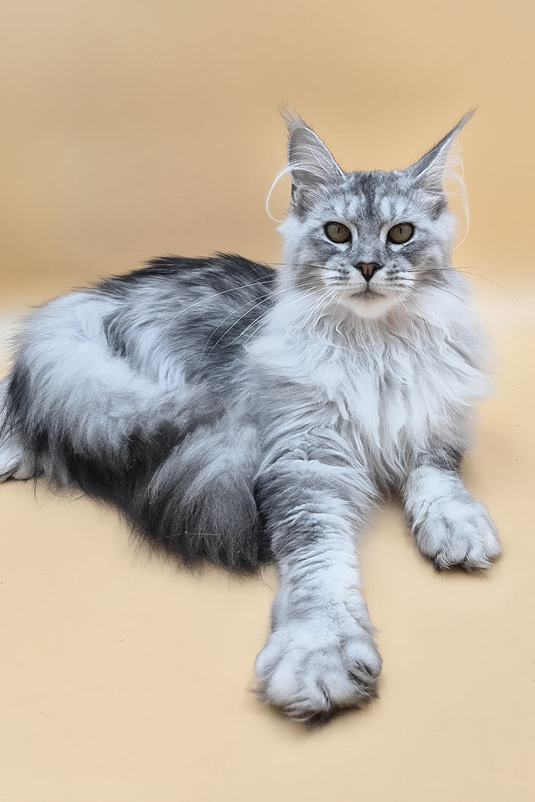 Naomi | Maine Coon Kitten