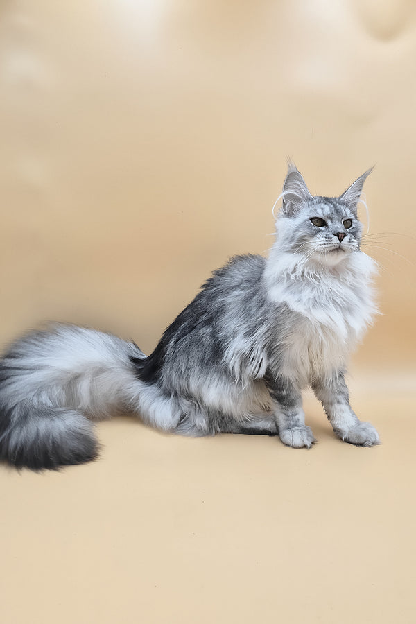 Naomi | Maine Coon Kitten