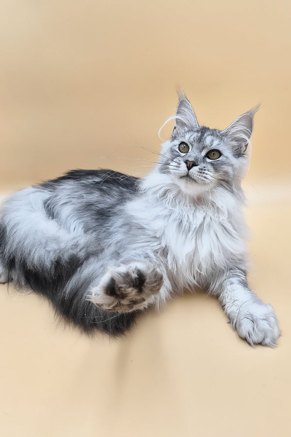 Naomi | Maine Coon Kitten