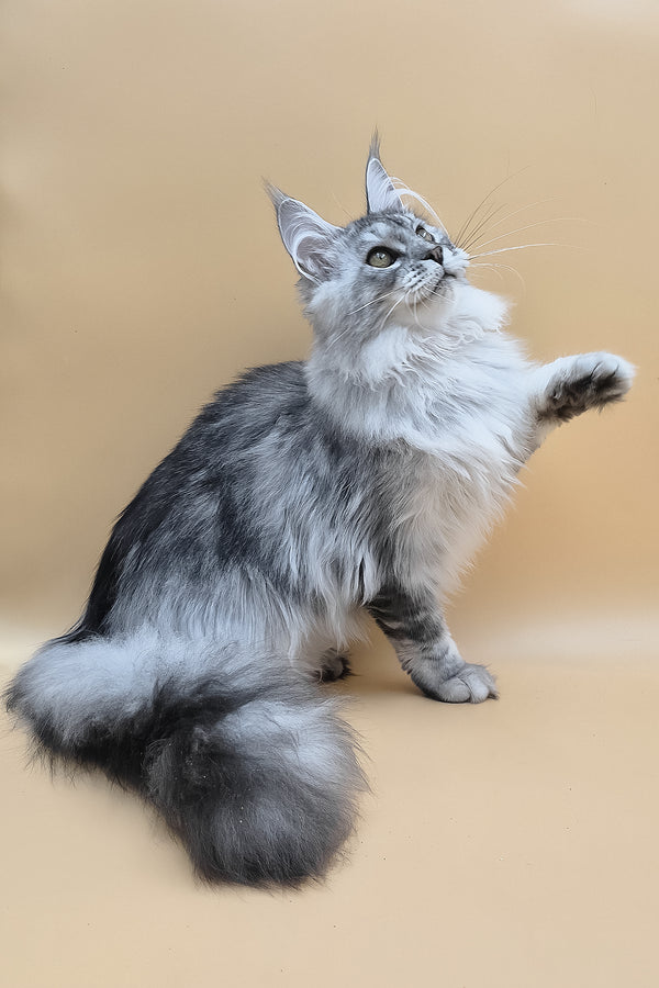 Naomi | Maine Coon Kitten