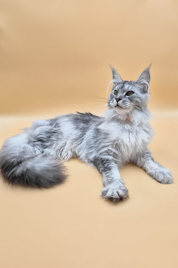Naomi | Maine Coon Kitten