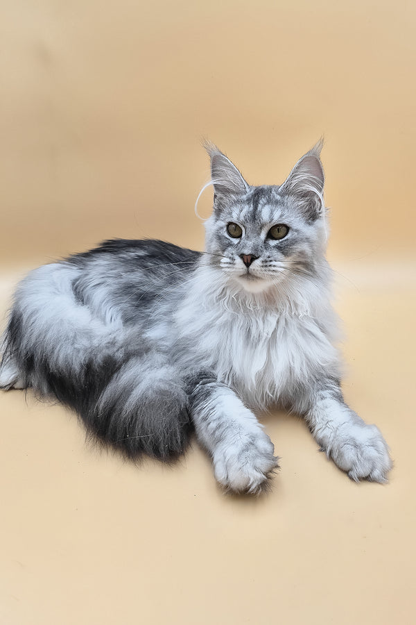 Naomi | Maine Coon Kitten