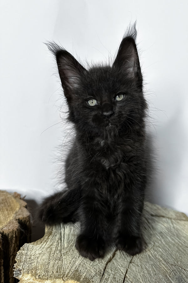 Natan | Maine Coon Kitten