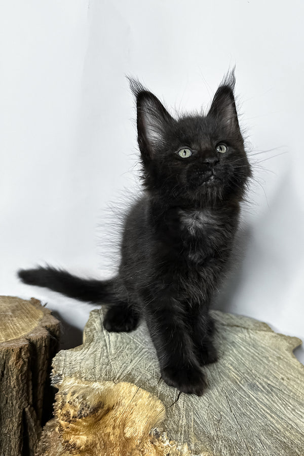 Natan | Maine Coon Kitten