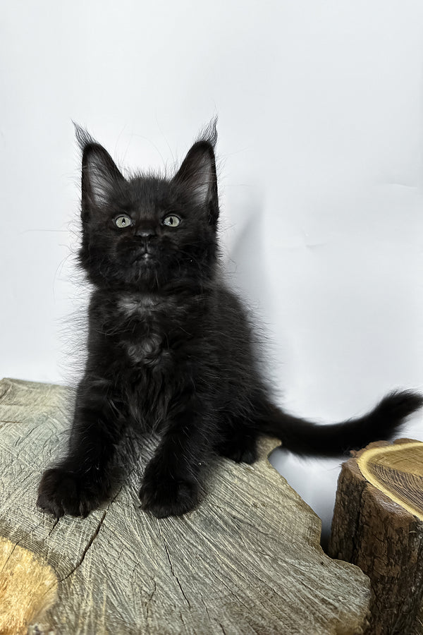 Natan | Maine Coon Kitten