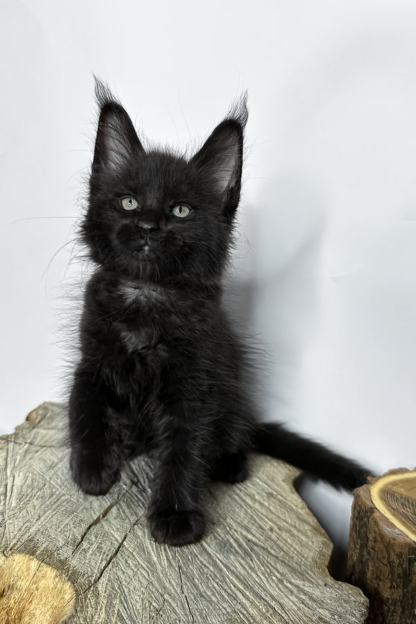 Natan | Maine Coon Kitten