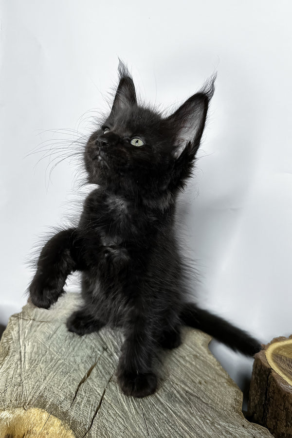 Natan | Maine Coon Kitten