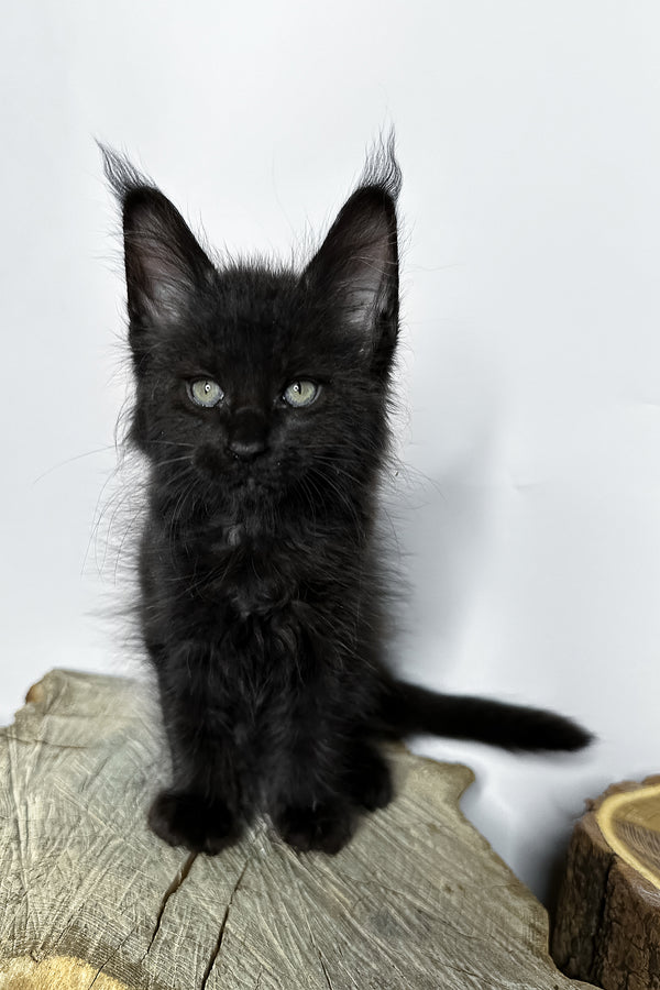 Natan | Maine Coon Kitten