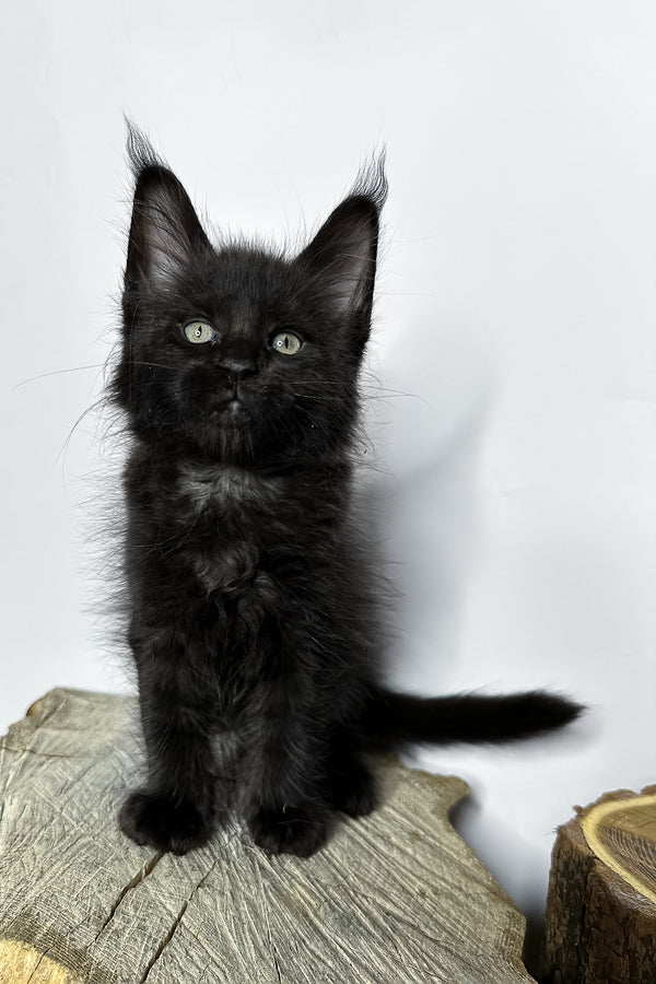 Natan | Maine Coon Kitten