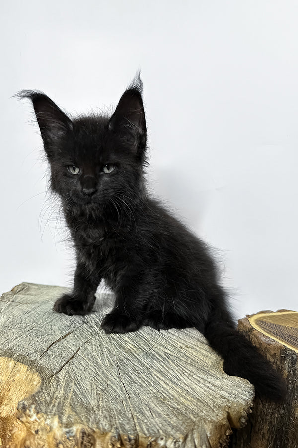Natan | Maine Coon Kitten