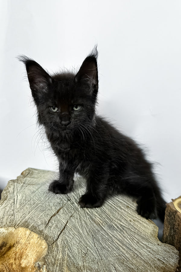Natan | Maine Coon Kitten