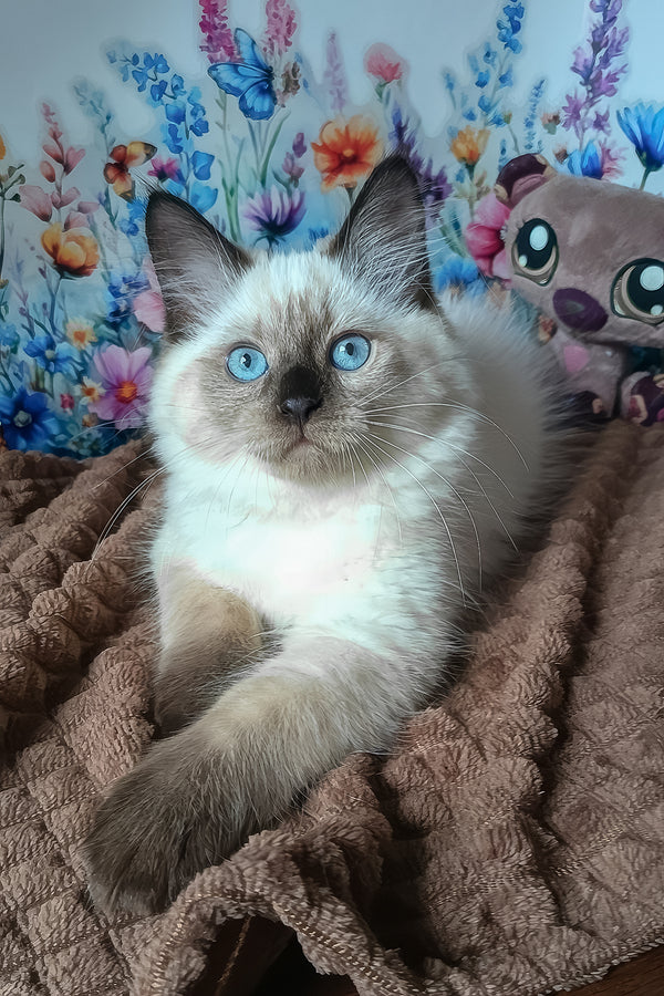 Nayt | Siberian Kitten