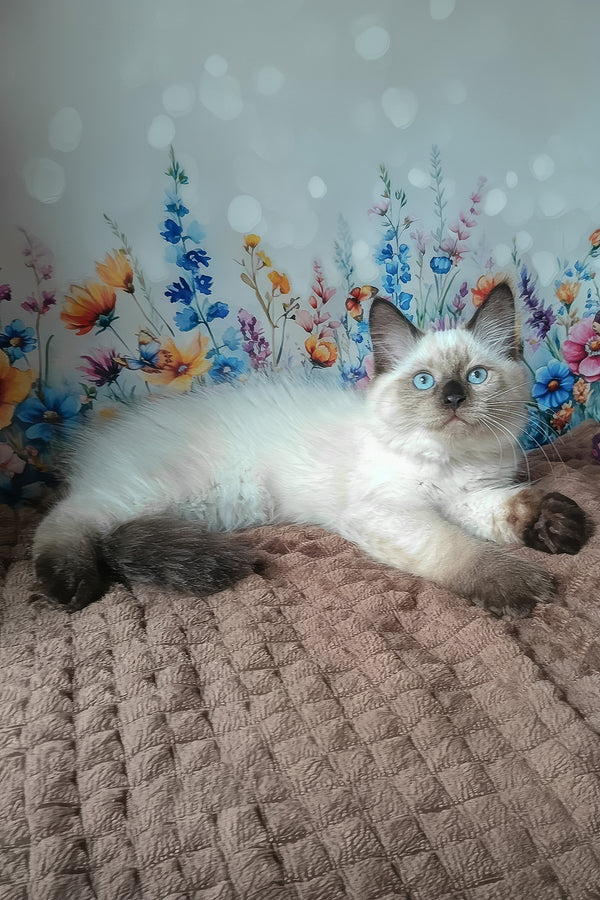 Nayt | Siberian Kitten