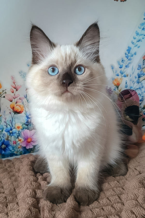 Nayt | Siberian Kitten