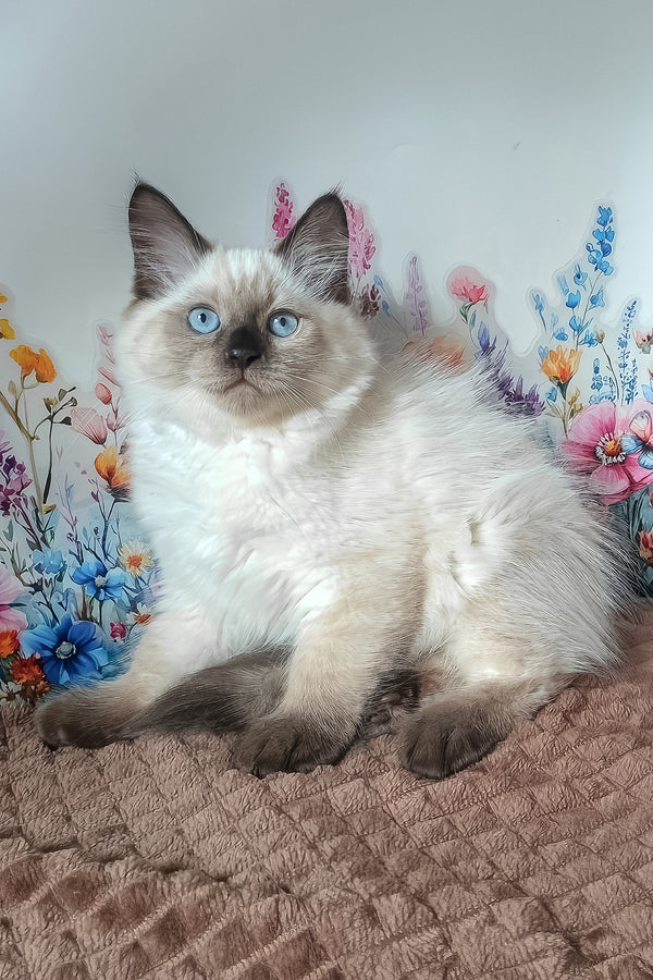 Nayt | Siberian Kitten