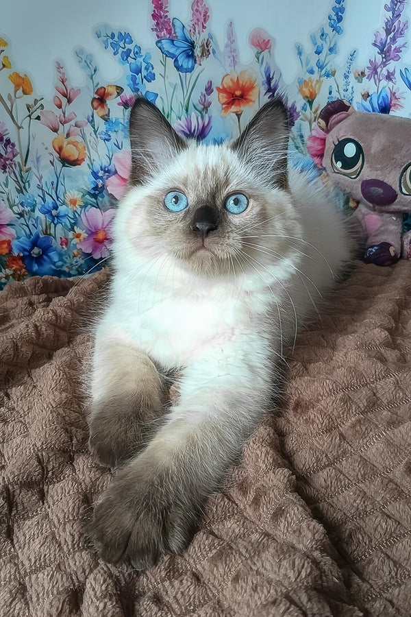 Nayt | Siberian Kitten