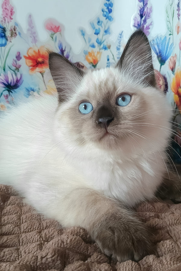 Nayt | Siberian Kitten