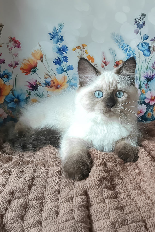 Nayt | Siberian Kitten