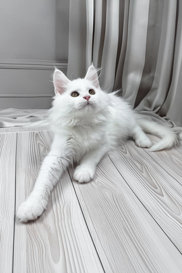 Neony | Maine Coon Kitten