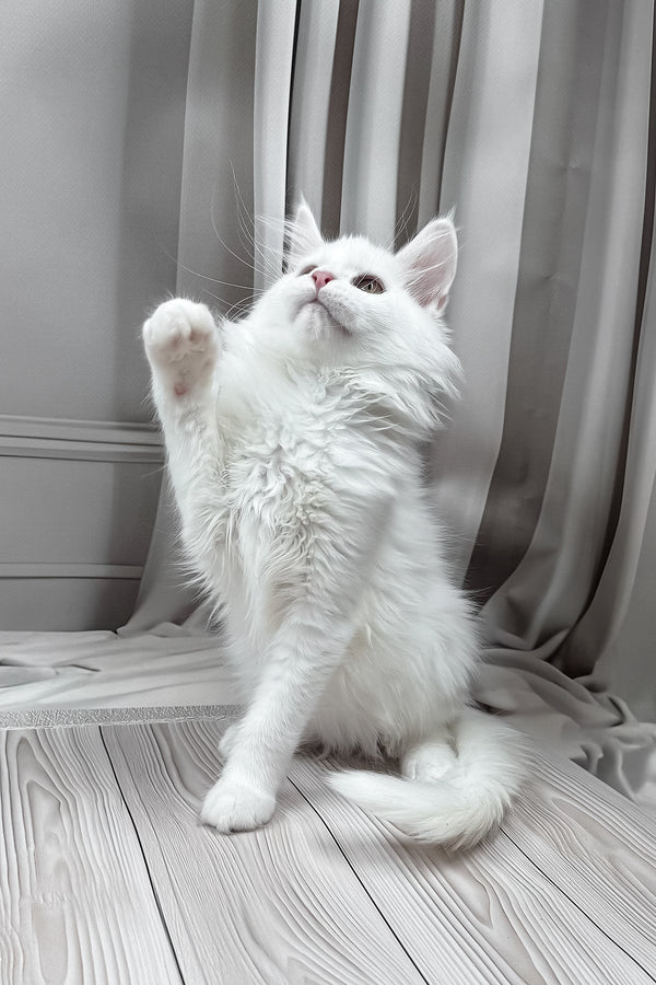 Neony | Maine Coon Kitten