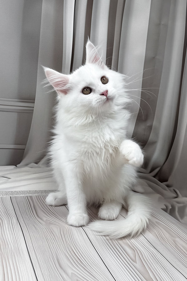 Neony | Maine Coon Kitten