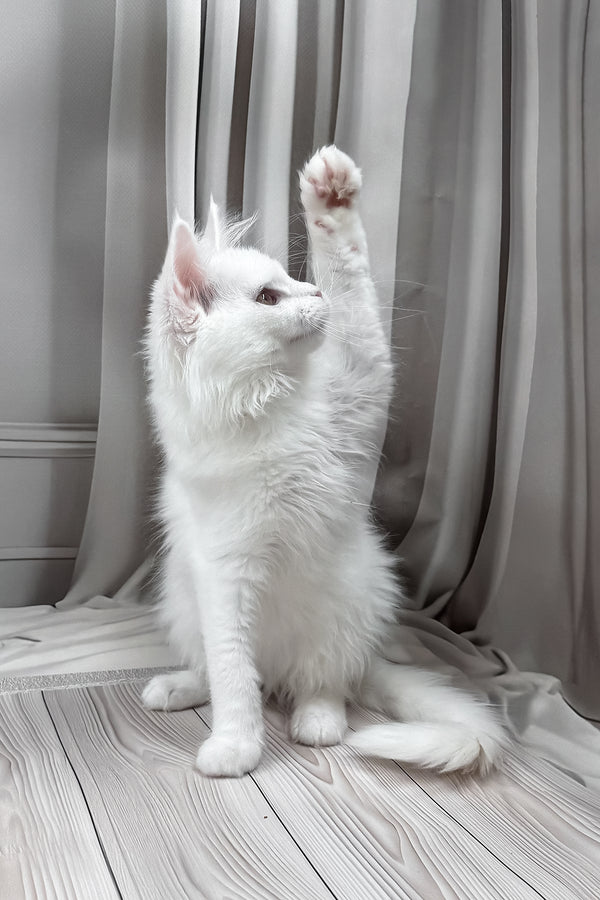 Neony | Maine Coon Kitten