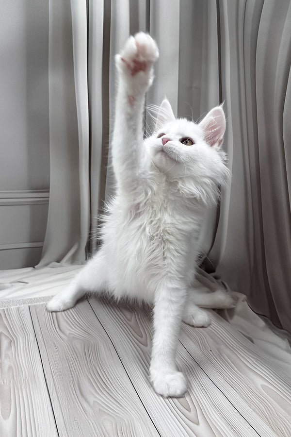 Neony | Maine Coon Kitten