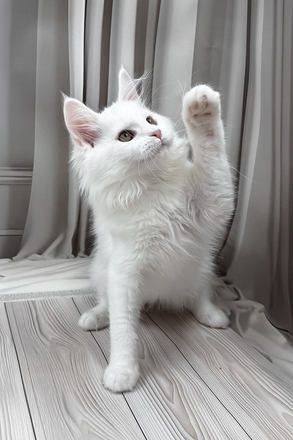 Neony | Maine Coon Kitten