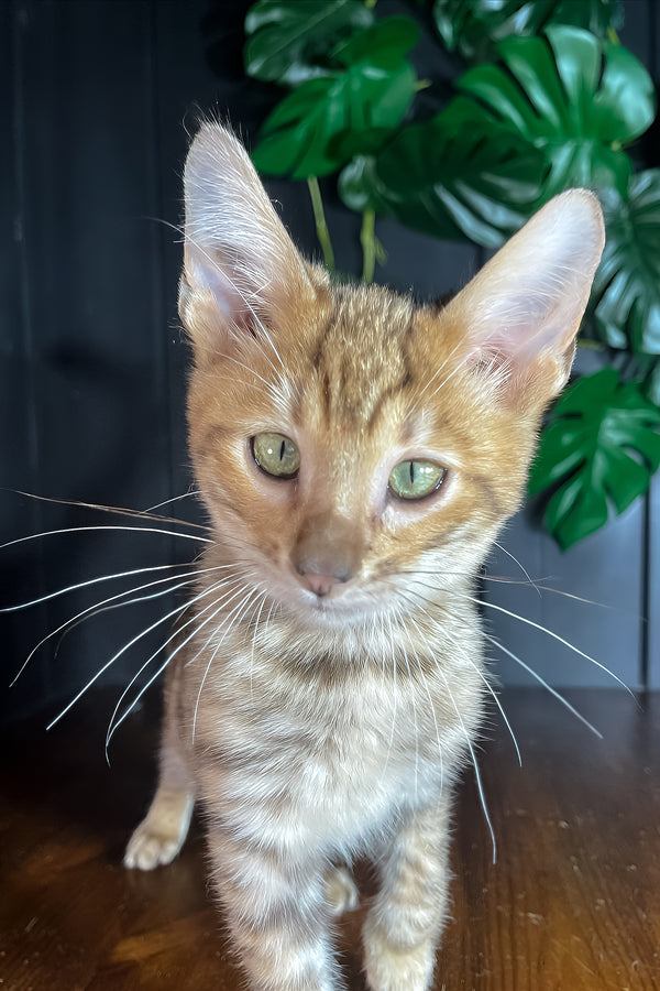 Nero | Toyger Kitten