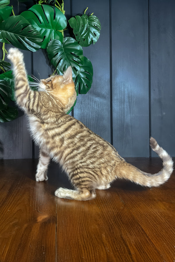 Nero | Toyger Kitten